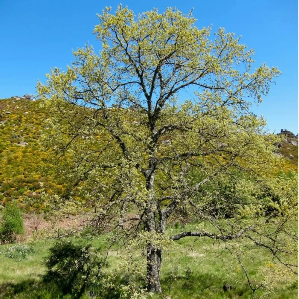 Chêne tauzin (quercus pyrenaica) - godet - taille 20/40cm
